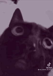Cat Reactions Gifs Tenor
