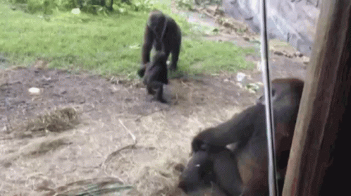 Gorilla Monkey Gifs Tenor