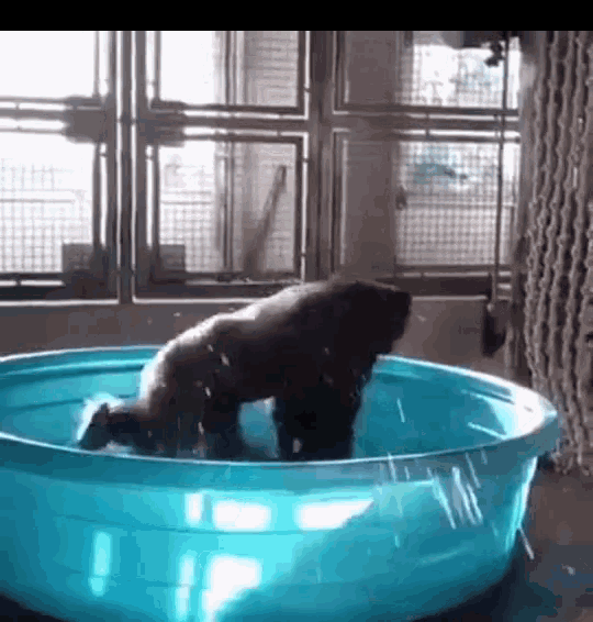 Bath Bathing Gorilla Gif Bath Bathing Gorilla Splash Discover Share Gifs