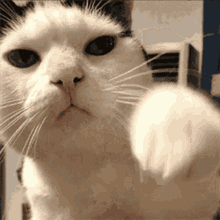 Cat Gifs Tenor