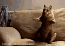 Happy Cat Dance Gifs Tenor
