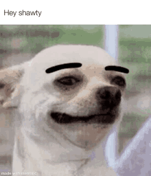 Dogs are the best kind of people! Troll Dog Gifs Tenor