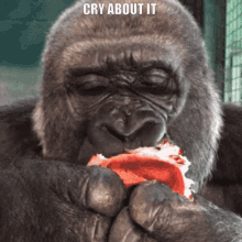 Gorilla Gifs Tenor