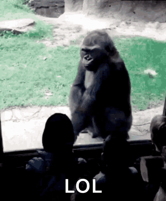Gorilla Angry Gif Gorilla Angry Mad Discover Share Gifs
