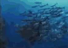 Monkey Water Gifs Tenor