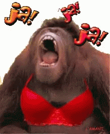 Gorilla Laughing Gif Gorilla Laughing Ha Discover Share Gifs