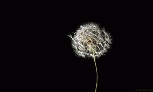 Viento Diente De Leon Gif Dandelion Blow Wind Descubre Comparte Gifs