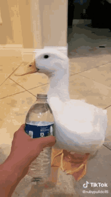 Splash Water Gifs Tenor