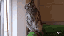 Scary Owl Gif Gifs Tenor