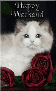 Weekend Cat Gifs Tenor