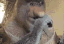 Monkey Picking His Nose Gifs Tenor