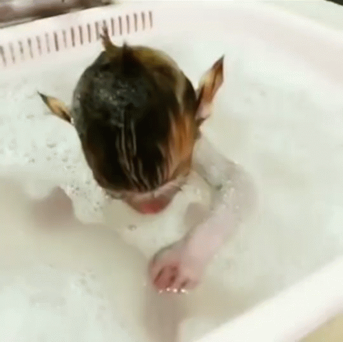 Mono Monkey Gif Mono Monkey Bath Discover Share Gifs
