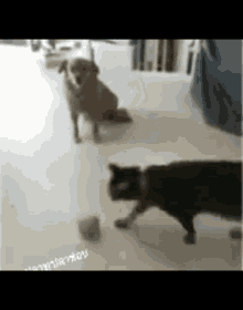 Jumping Cat Gifs Tenor