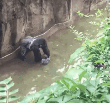 Harambe Gifs Tenor