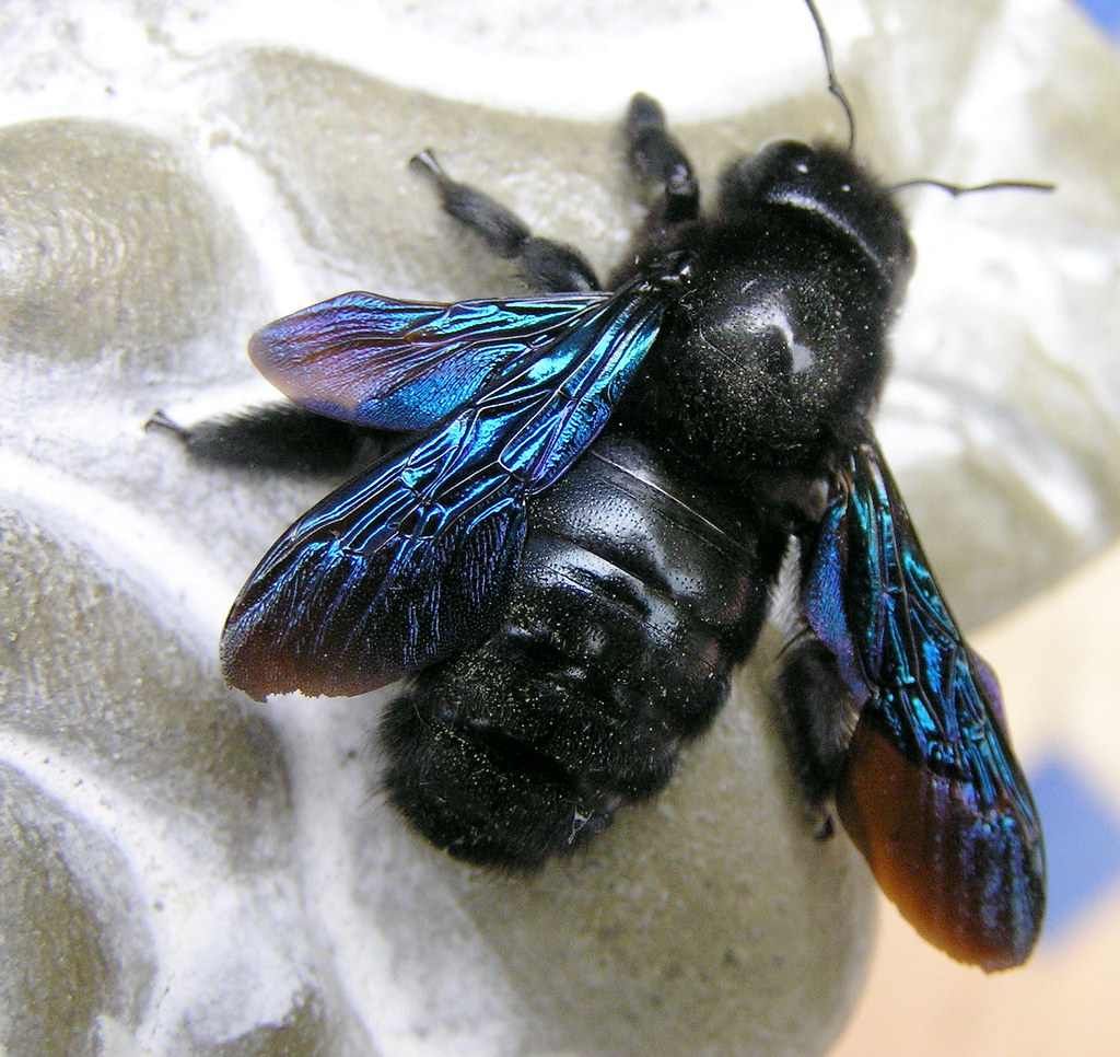 Sachez qu'elle fait référence aux quelques mouches qui piquent. Xylocope violace (abeille charpentiere) | chamamy | Flickr