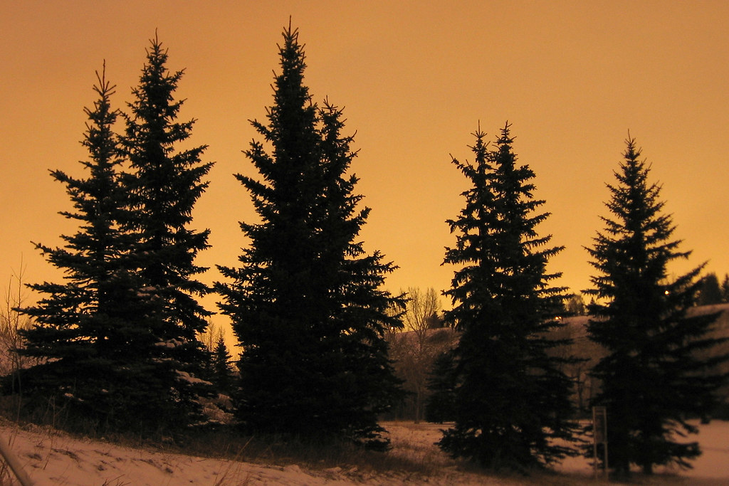 One designer has taken it upon himself to change the way we commute across the globe. Pine Tree Silhouettes | Shot in Altadore Park, Calgary. | Flickr