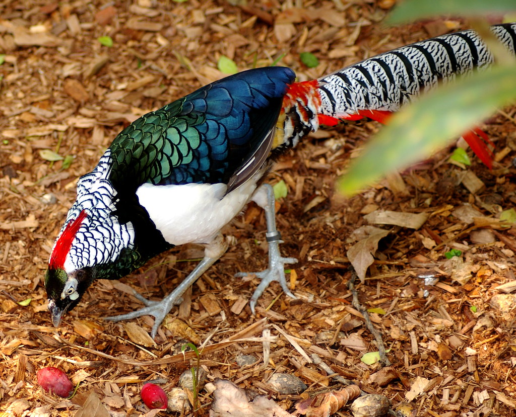 Породы фазанов для украшения сада - Японские и Зеленолицые