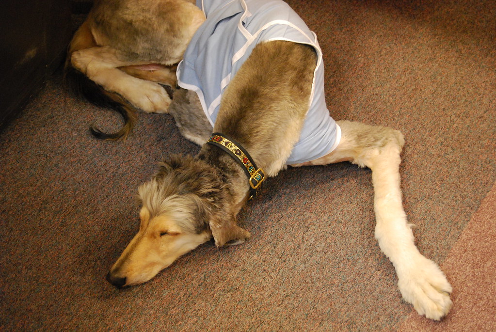 Sslsafe & secure checkout via visa . Sleeping Afghan hound with a hair cut | This is Buttercup