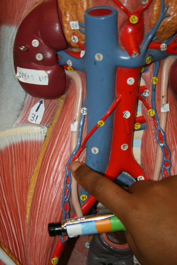 Sensory information from the skin on the face is relayed via the trigeminal nerve (cn v).c1 is the only spinal nerve that does not have an associated dermatome as in many individuals, there is no dorsal root for spinal nerve c1. Difference between Male/Female models 4215 | Paulette and