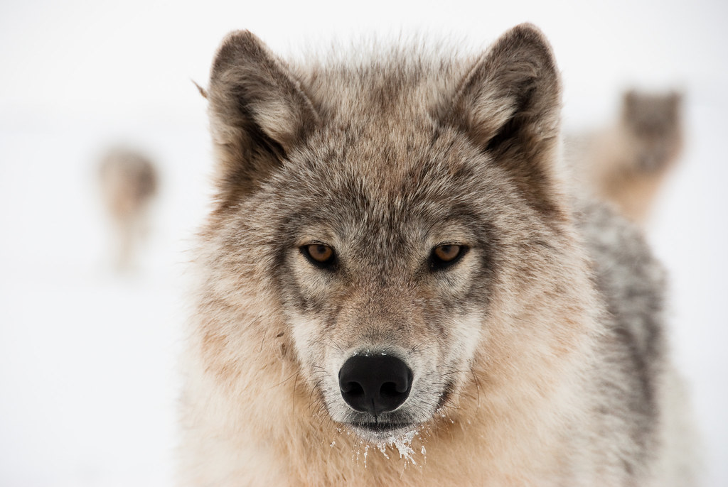 Join us during the most wonderful time of the year. Eye-to-eye | May 2010. Karrak Lake, Nunavut. I spent the