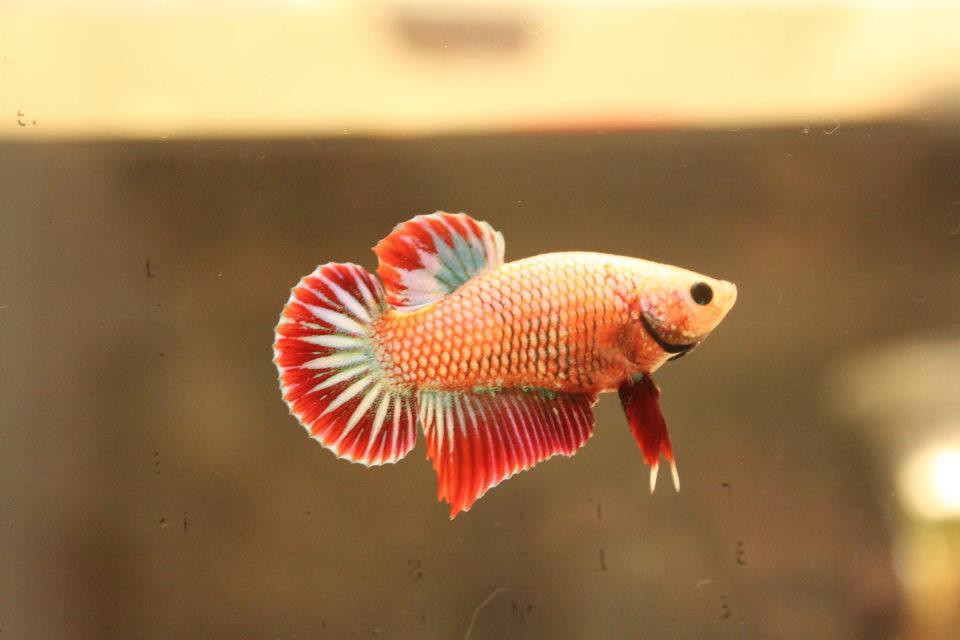 White Dragon King Crown Betta Fish / White Dragon King Crown Betta - one of the coolest fish ... / White dragon king crown betta fish.