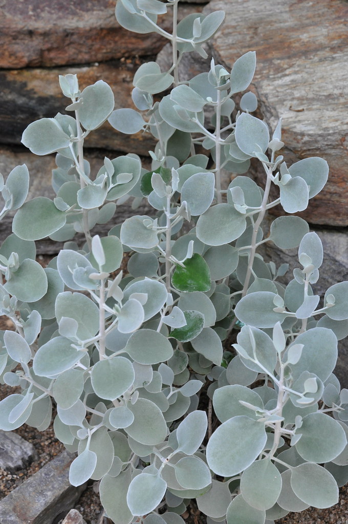Wir waren überrascht, wie viele tiere wir im botanischen garten münchen antrafen. Kalanchoe bracteata | Botanischer Garten MÃ¼nchen
