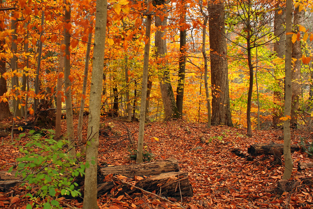 Read verified pet policies and get help from our canine concierge! Beartown Woods Natural Area (2) | Autumn foliage and leaf
