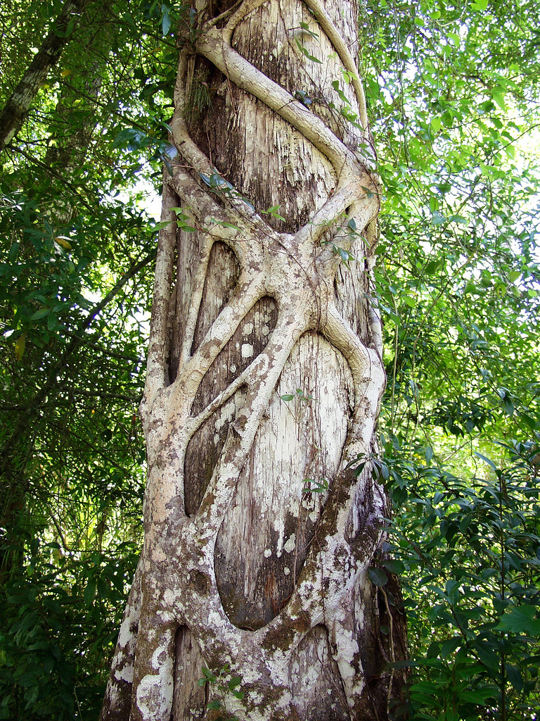 Tree house with bench and pulley system: Strangler Fig Roots Strangles A Cypress Tree, 2 of 2 | Flickr