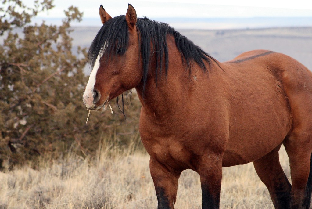 You will receive an email with a password allowing you to log in to your new account. Feral Horse, South Steens HMA, Steens Mountain, Oregon IMG