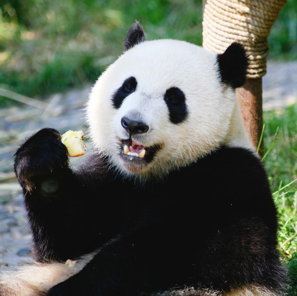 Trouvez les chinese birthday images et les photos d'actualités . Giant Panda Bear Eating Apples | This Panda lives in the