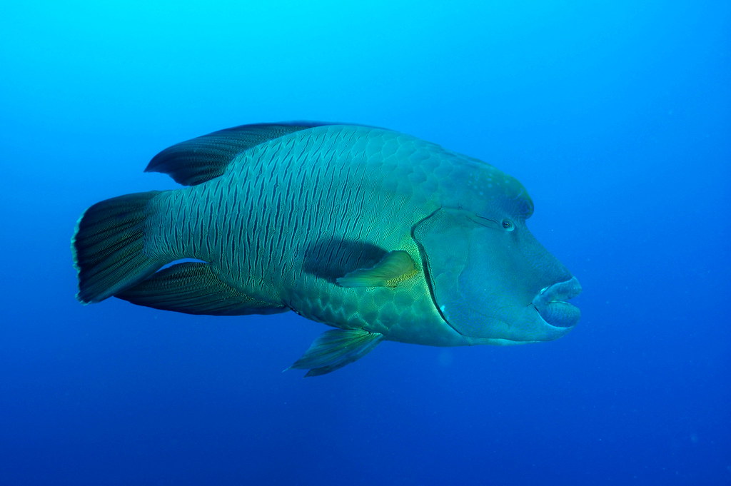 Napolion Fish - sharm | Humphead Wrasse or Napoleon Fish or Cheilinus ...