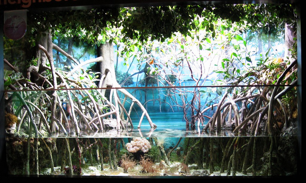 This is my 3rd instructable: mangrove exhibit | orangejoshuas | Flickr
