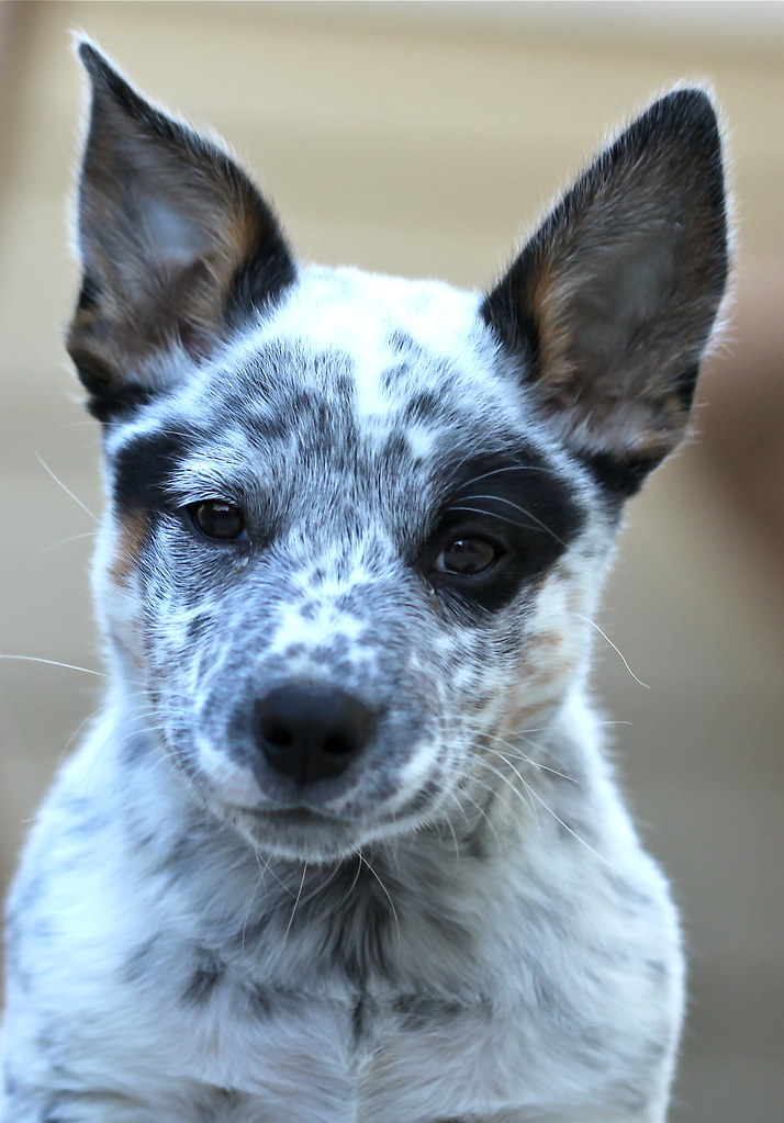 The compact but muscular australian cattle dog, also called blue heeler or queensland heeler, is related to australia’s famous wild dog, the dingo. IMG_2661 | BANDIT Australian Cattle Dog / Blue Healer 8
