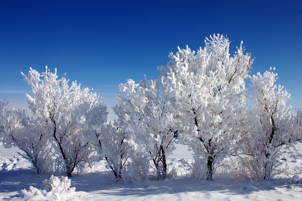 If so, where do you start looking? Russian Olive Trees | Deep December in the High Desert