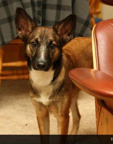 Previous next 1 of 17 glass cabin (west virginia) lion sands game reserve treehouses (south africa) the nook treehouse (surrey, eng. LEIA | Belgian Shepherd Malinois/Cattle Dog Mix (Adopted