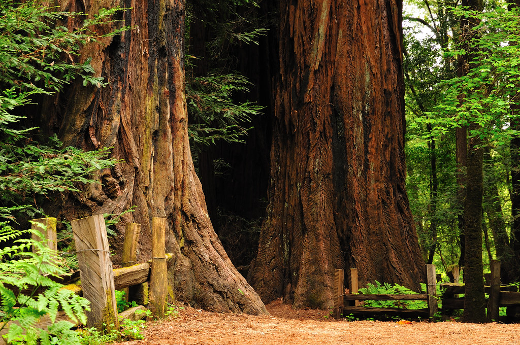 Here are some good bets in the area you searched. Henry Cowell Redwoods State Park | Located in Felton, CA