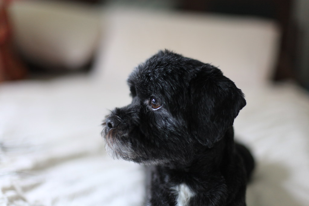 It's also free to list your available puppies and litters on our site. 58 / 365 - Jack our shih poo with a new haircut | As promiseâ¦ | Flickr