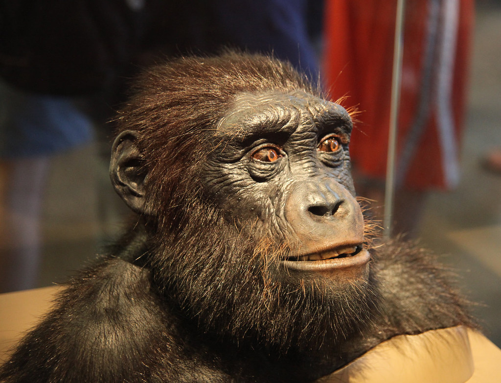 It's easier to see a matte screen in . Sahelanthropus tchadensis adult male - head model - Smiths