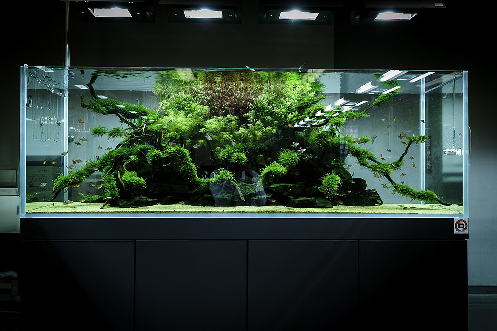 It is essentially underwater gardening. ADA Nature Aquarium Gallery | Beautiful moments of the