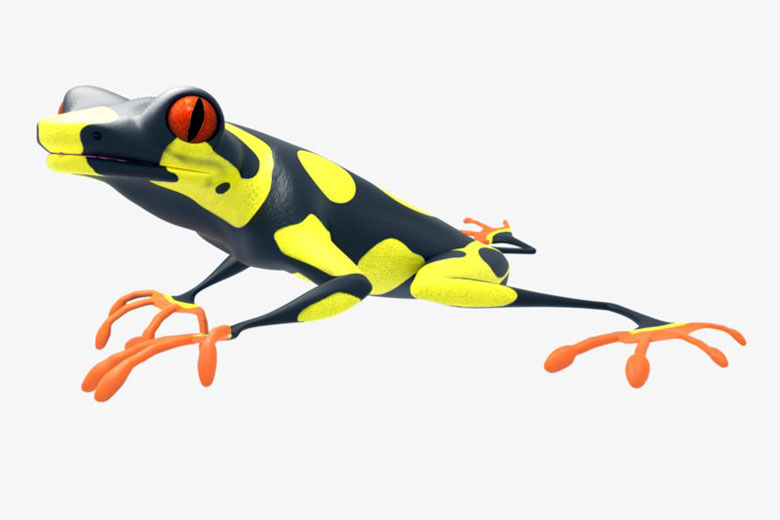 Free 3d Frog Model Free C4d Models