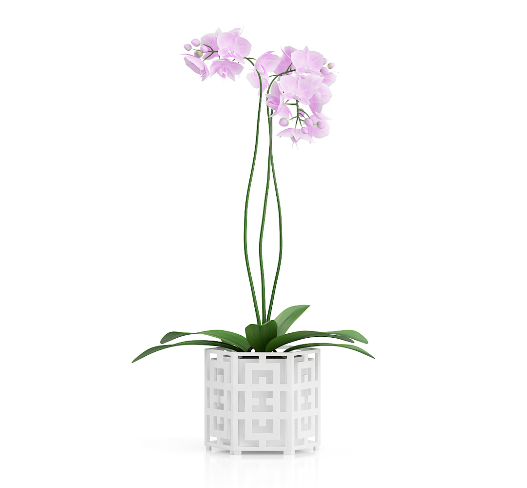 Free 3d Orchid Flower Model Free C4d Models