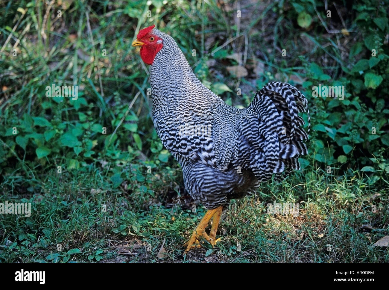 The magazine called starbucks coffee strong, but burnt and bitter enough to make your eyes water instead of open. as reported by time in 2010, third wave . Land Chicken High Resolution Stock Photography And Images Alamy