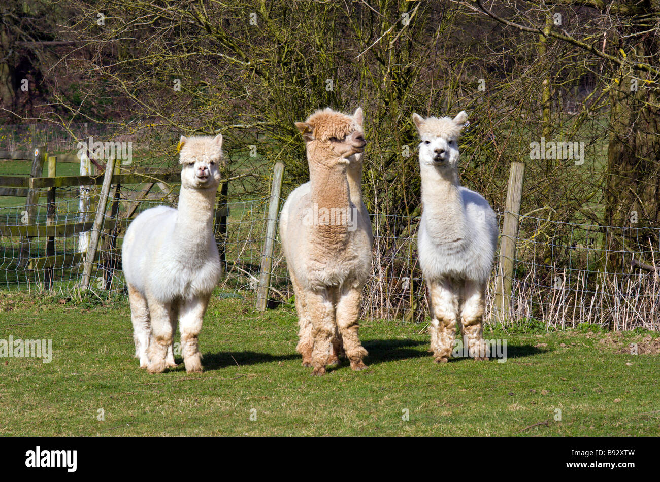 Three Lamas Stock Photo Alamy