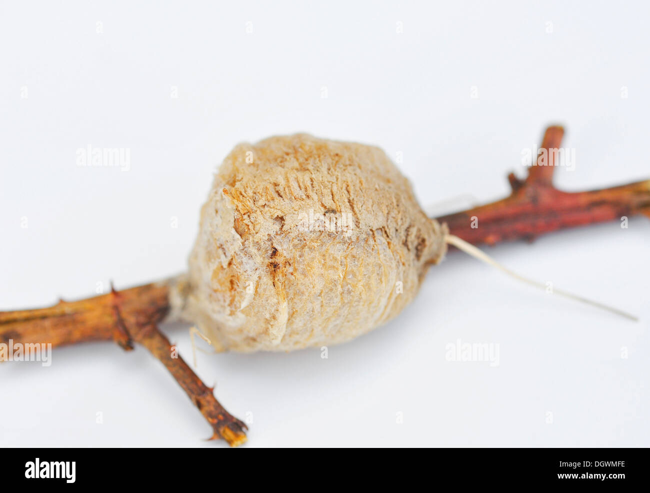 We may earn commission on some of the items you ch. Insect Insects Mantidae High Resolution Stock Photography And Images Alamy