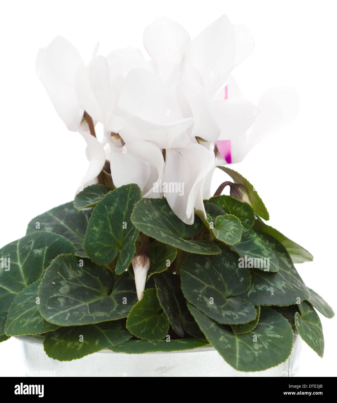 Florist's cyclamen, or indoor cyclamen, are popular house plants grown for their large, showy winter flowers, in shades of white, pink and . White Cyclamen Flower Isolated On White Background Stock Photo Alamy