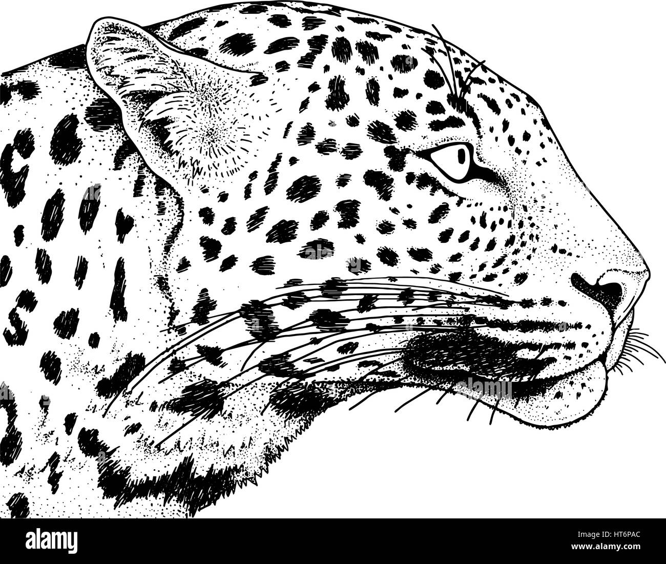 Leopard Face Tattoo ,Vector Illustration, Print Stock Vector Image & Art - Alamy 1101_x_1300_jpg