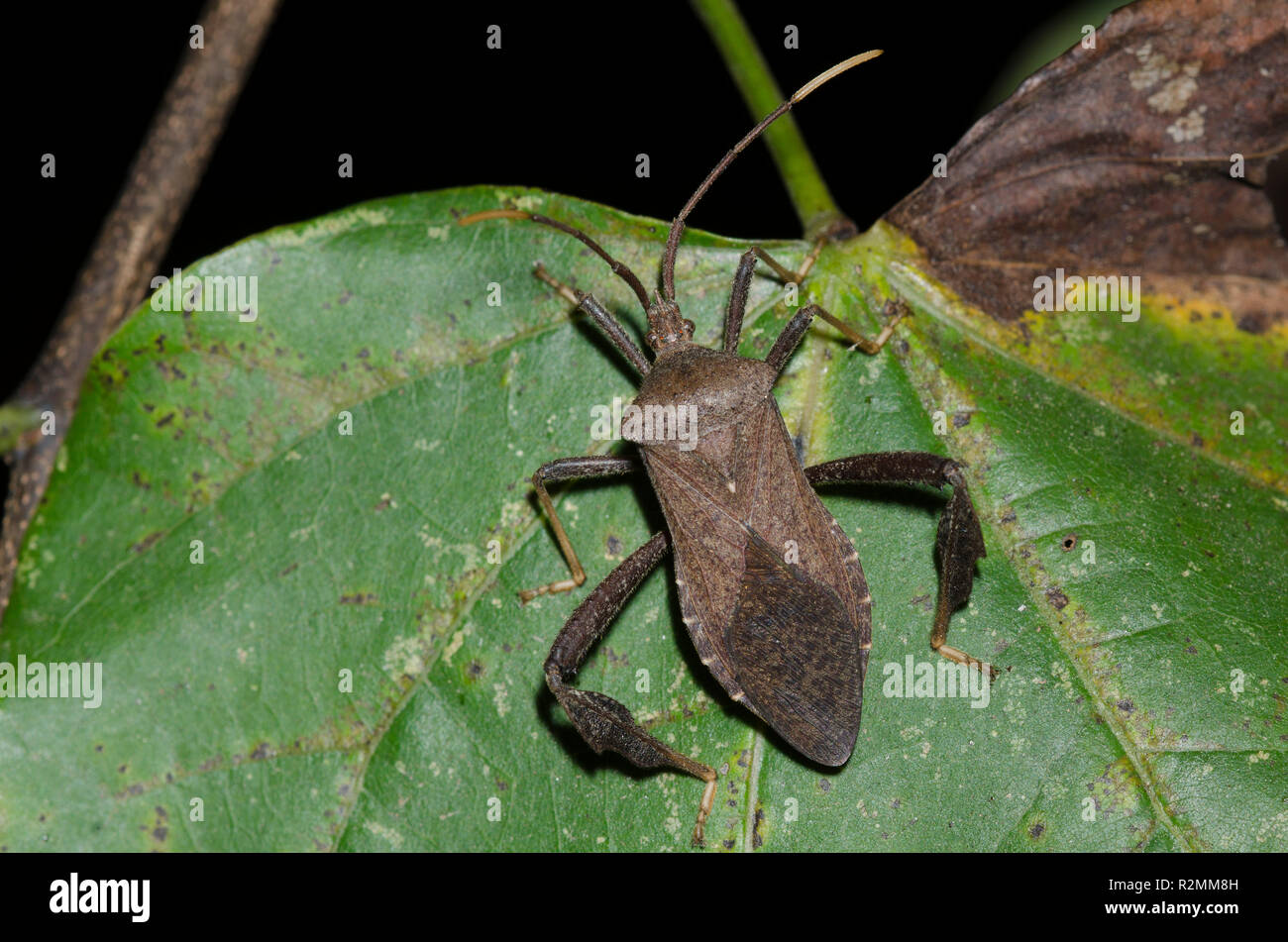 Leaf Footed Bug Oklahoma