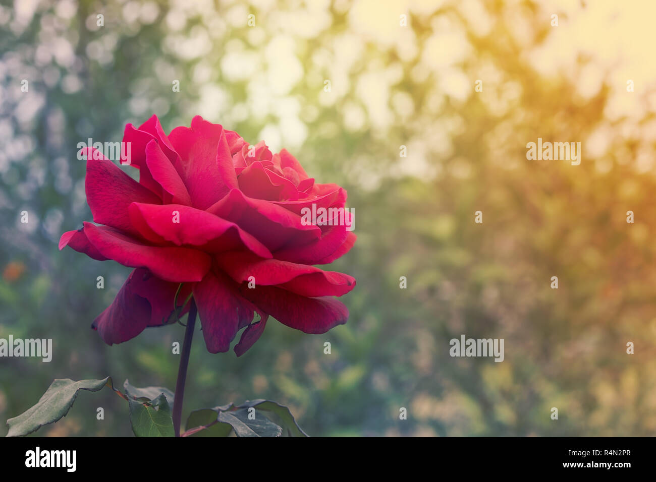 Beautiful lily and burning candles on dark background with space for text. Condolences Background High Resolution Stock Photography And Images Alamy