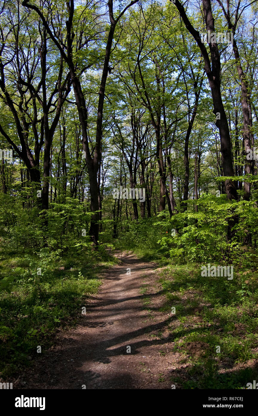 Already have an individual account with creative coding? Path Through Forest Stock Photo Alamy