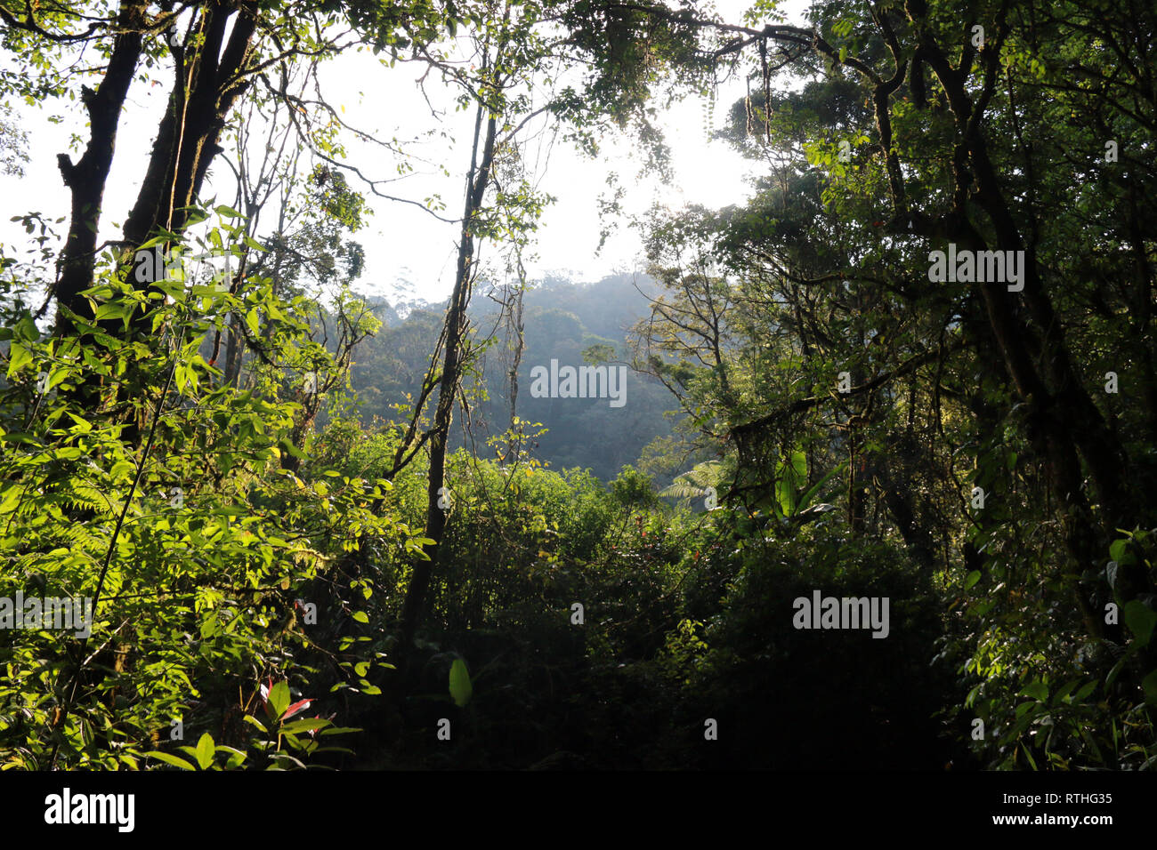 Rasakan suasana air terjun yang indah memesona, pepohonan yang menjulang, dan kehidupan alam liar . Gambar Hutan High Resolution Stock Photography And Images Alamy